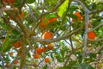 Thumbnail 34 van Villa zum kauf in Benissa / Spanien #59663