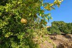 Thumbnail 8 van Finca zum kauf in Denia / Spanien #59042