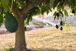 Thumbnail 12 van Finca zum kauf in Orba / Spanien #62228