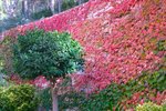 Thumbnail 8 van Finca zum kauf in Calpe / Spanien #58348