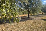 Thumbnail 13 van Finca zum kauf in Orba / Spanien #62228