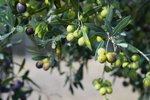 Thumbnail 11 van Finca zum kauf in Orba / Spanien #62228