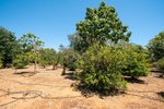 Thumbnail 33 van Finca zum kauf in Jávea / Spanien #62257