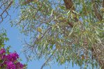Thumbnail 72 van Villa zum kauf in Jávea / Spanien #59301