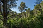 Thumbnail 12 van Grundstück zum kauf in Jávea / Spanien #59037