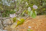 Thumbnail 50 van Villa zum kauf in Jávea / Spanien #59895