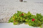 Thumbnail 21 van Villa zum kauf in Moraira / Spanien #59174