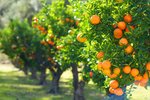 Thumbnail 15 van Finca zum kauf in Orba / Spanien #62228