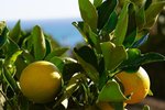 Thumbnail 112 van Villa zum kauf in Jávea / Spanien #61593