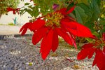 Thumbnail 52 van Villa zum kauf in Benissa / Spanien #59663